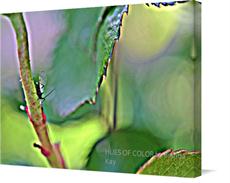 Canvas print of "Silent Declaration" by the artist HUES OF COLOR by Brenda Kay
