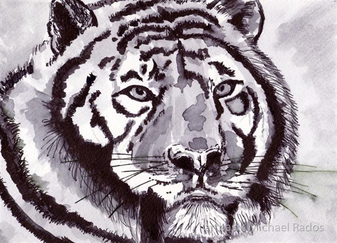 Wild-Tiger by artbasik Michael Rados