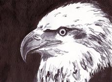 Poster print of Eagle by the artist artbasik Michael Rados