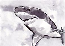 Poster print of Shark by the artist artbasik Michael Rados