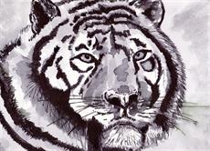 Poster print of Wild Tiger by the artist artbasik Michael Rados