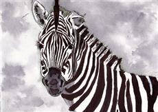 Poster print of Zebra by the artist artbasik Michael Rados