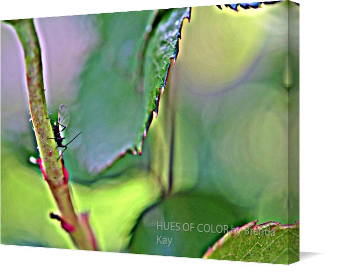 Silent-Declaration on Canvas by HUES OF COLOR by Brenda Kay