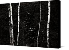 Canvas print of Birch and Cedar by the artist christianstepien