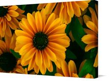 Canvas print of Daisies in Rocky Mountain National Park by the artist Nature Studio