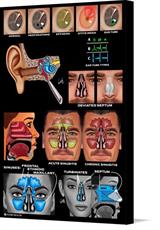 Canvas print of Ear, Nose, Septum, Sinuses by the artist Padre Health