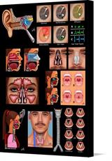 Canvas print of Ear, Nose and Throat Poster by the artist Padre Health