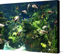 Canvas print of Fish Aquarium  by the artist Alina Rose