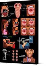 Canvas print of Nose, throat, tongue, airway, thyroid and neck by the artist Padre Health
