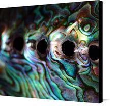 Canvas print of Pearlescent - seashell closeup by the artist Photography Christoph Caina