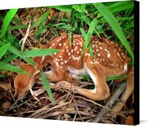 Canvas print of Sleeping Fawn by the artist Artimorean