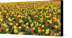 Canvas print of Tulips in Heaven by the artist carolinagal