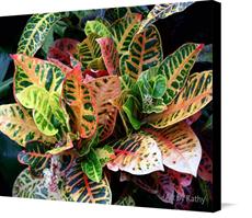 Canvas print of Variegated Croton  by the artist Art by Kathy