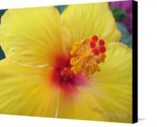 Canvas print of Yellow Hibiscus Close-up by the artist Art by Kathy