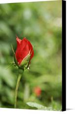 Canvas print of rosev by the artist Sweetgrass 