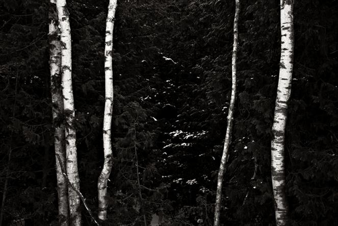 Birch-and-Cedar by christianstepien