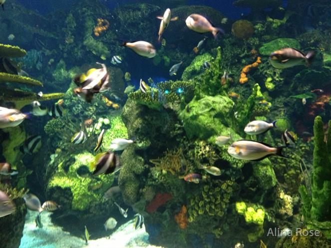 Fish-Aquarium- by Alina Rose