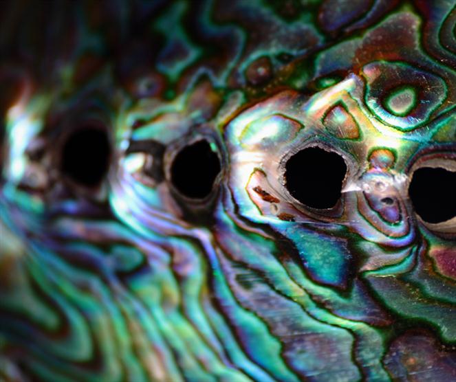 Pearlescent---seashell-closeup by Photography Christoph Caina