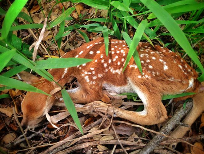 Sleeping-Fawn by Artimorean