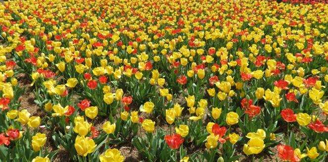 Tulips-in-Heaven by carolinagal