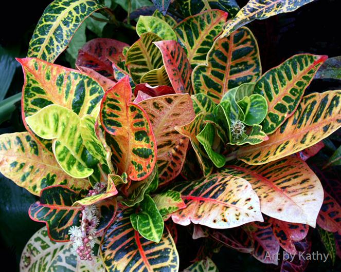 Variegated-Croton- by Art by Kathy