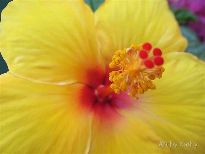Yellow-Hibiscus-Close-up by Art by Kathy