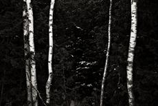 Poster print of Birch and Cedar by the artist christianstepien