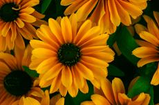 Poster print of Daisies in Rocky Mountain National Park by the artist Nature Studio