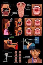 Poster print of Nose, throat, tongue, airway, thyroid and neck by the artist Padre Health