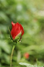 Poster print of rosev by the artist Sweetgrass 