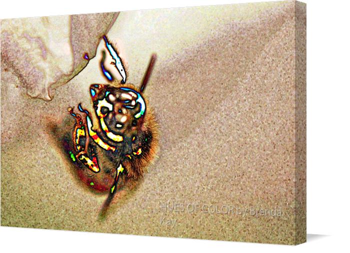 Buzzing-with-Color- on Canvas by HUES OF COLOR by Brenda Kay