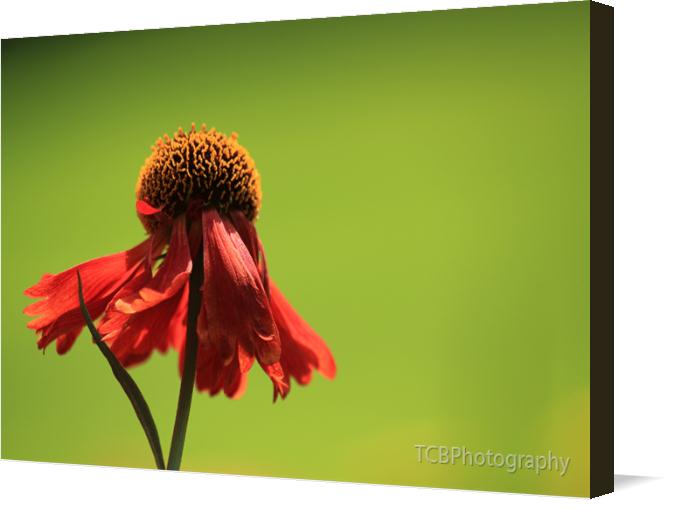 Orange-Flower on Canvas by TCBPhotography