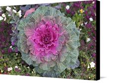 Canvas print of Cabbage Flower by the artist Nature Studio