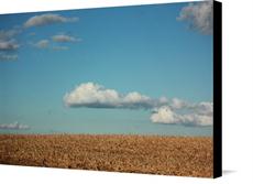Canvas print of FALL CORN FIELD by the artist theresa daniels