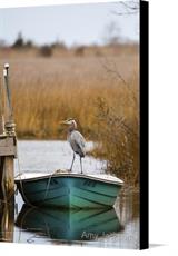 Canvas print of Great Blue Heron on Fishing Boat by the artist Amy Jackson