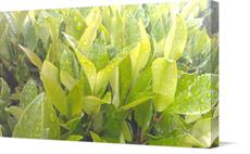 Canvas print of Green splash by the artist Murdoq's Photography