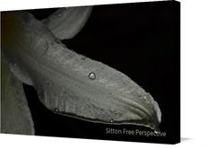 Canvas print of Lily Dew by the artist Sitton Free Perspective