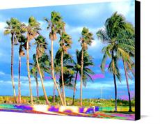 Canvas print of Miami Palms by the artist JT Digital Art
