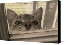 Canvas print of Peekaboo by the artist Forbes Artscapes
