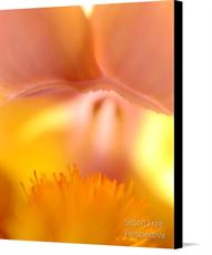 Canvas print of Pink Iris by the artist Sitton Free Perspective