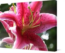 Canvas print of Stargazer in the Sun by the artist Forbes Artscapes