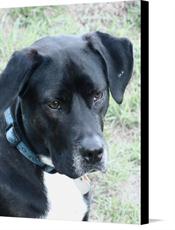 Canvas print of Stormy Portrait by the artist Raven