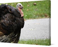 Canvas print of Wild Turkey by the artist Forbes Artscapes
