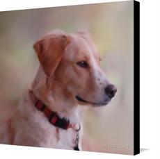 Canvas print of day dreaming by the artist SH Photo Art