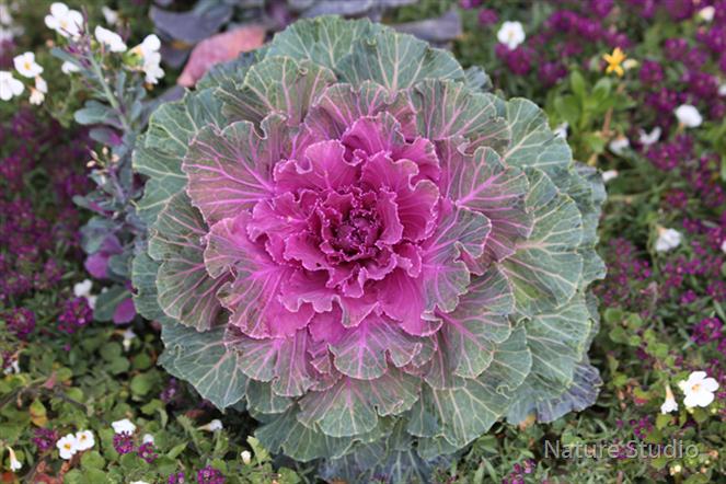 Cabbage-Flower by Nature Studio
