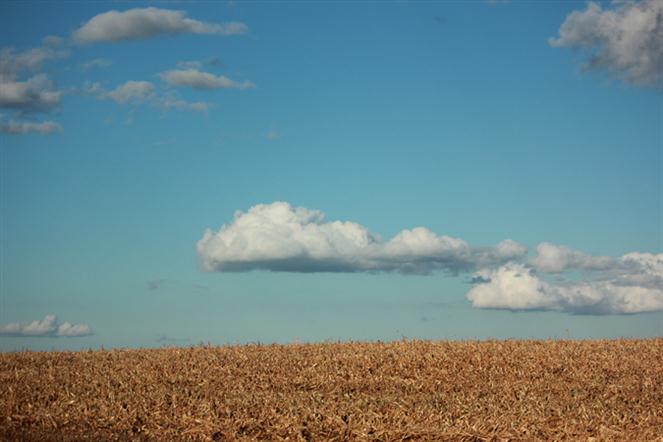 FALL-CORN-FIELD by theresa daniels