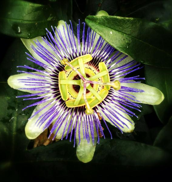 Passion-Flower by Artimorean