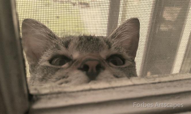 Peekaboo by Forbes Artscapes