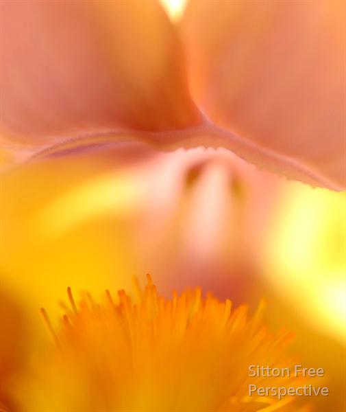 Pink-Iris by Sitton Free Perspective