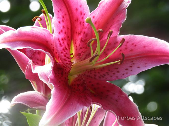 Stargazer-in-the-Sun by Forbes Artscapes